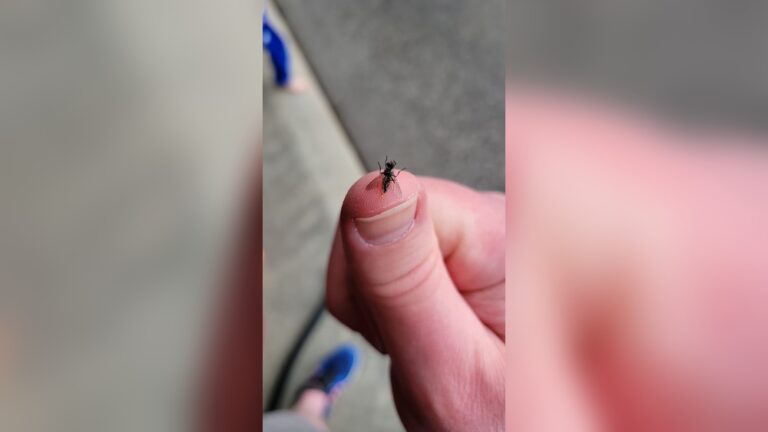Flies in Garage