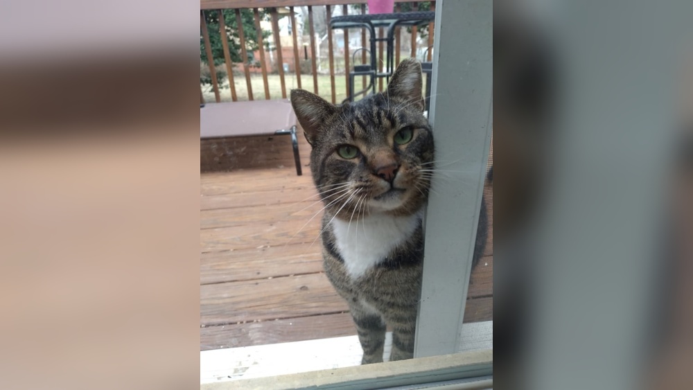How Cold is Too Cold for Cats in Garage