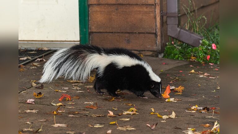 How to Get a Skunk Out of Your Garage