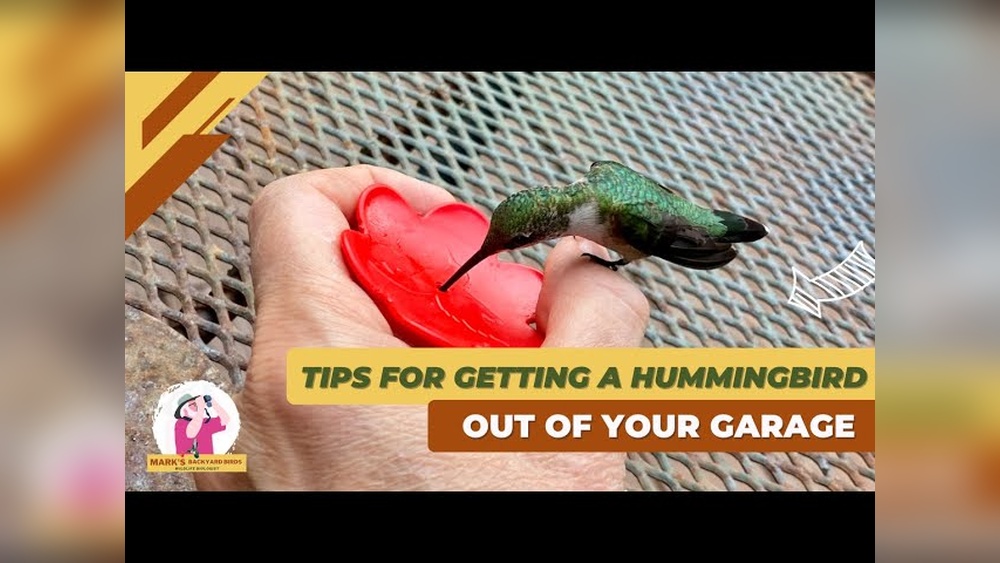 How to Get Hummingbird Out of House