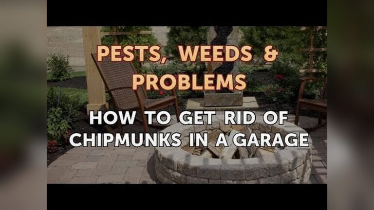 How to Get Rid of Chipmunks in Garage