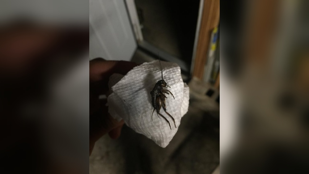 How to Get Rid of Crickets in Garage