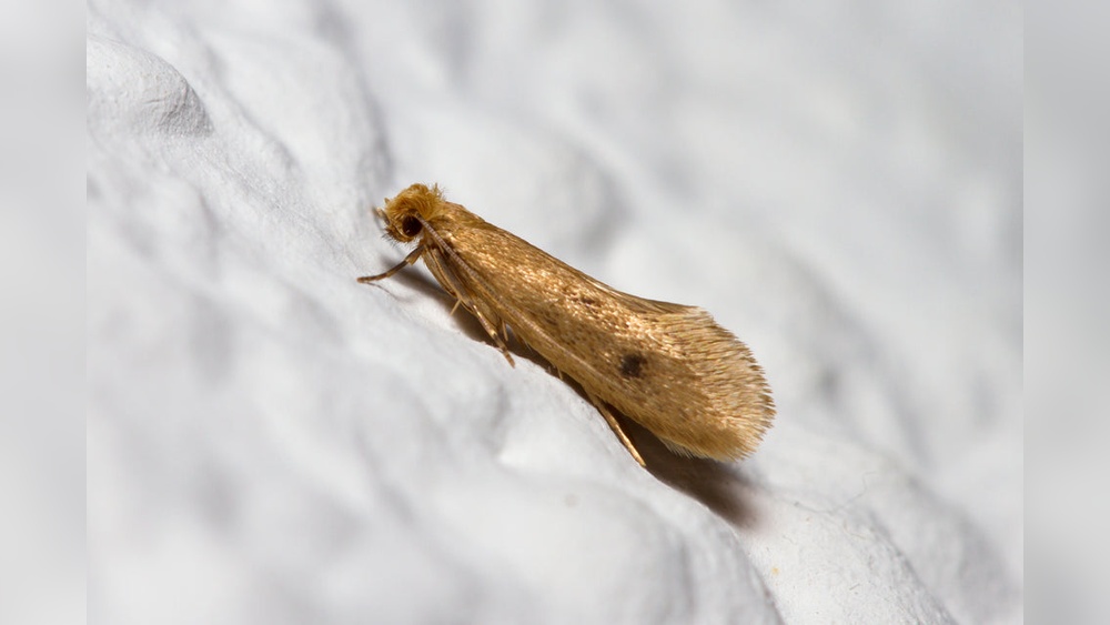 How to Get Rid of Moths in Garage