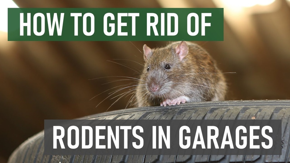 How to Get Rid of Rats in Garage