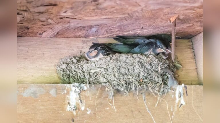 How to Keep Birds Out of Garage