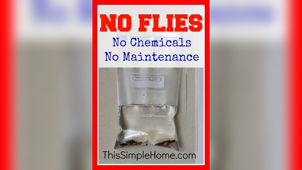 How to Keep Flies Out of Garage