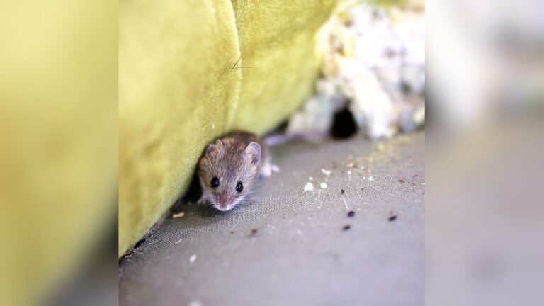 How to Keep Mice Out of Garage