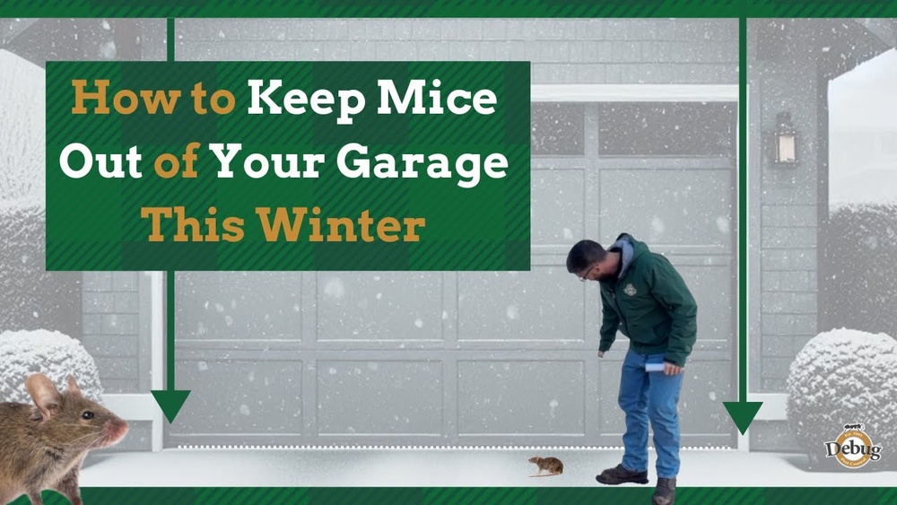 How to Keep Mice Out of Your Garage