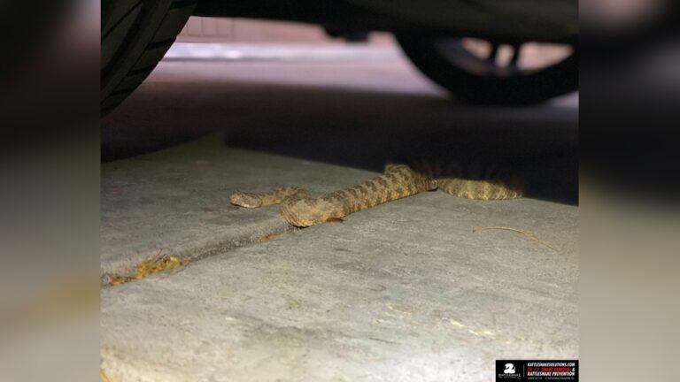 Snake in Garage