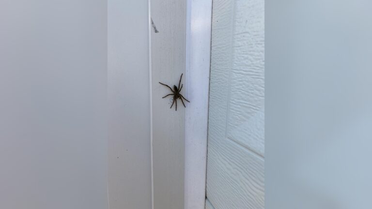 Spider in the Garage