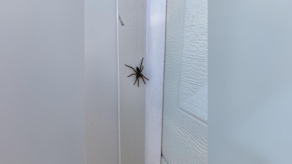Spider in the Garage