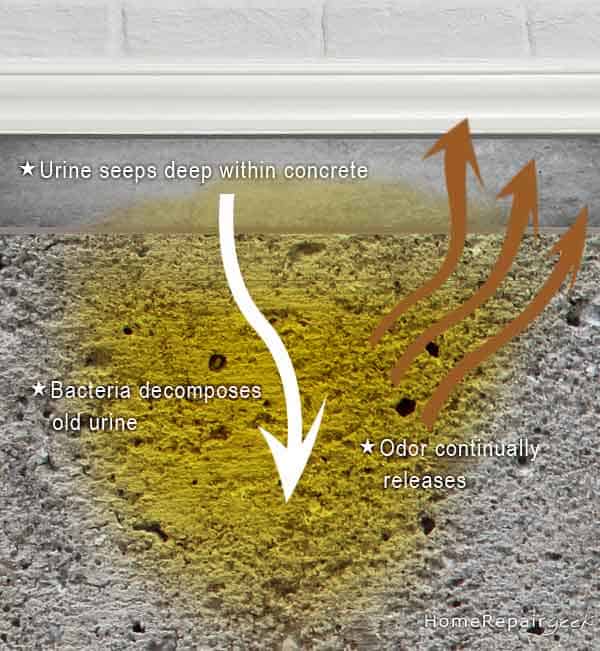 Remove Dog Cat Urine Smell Concrete